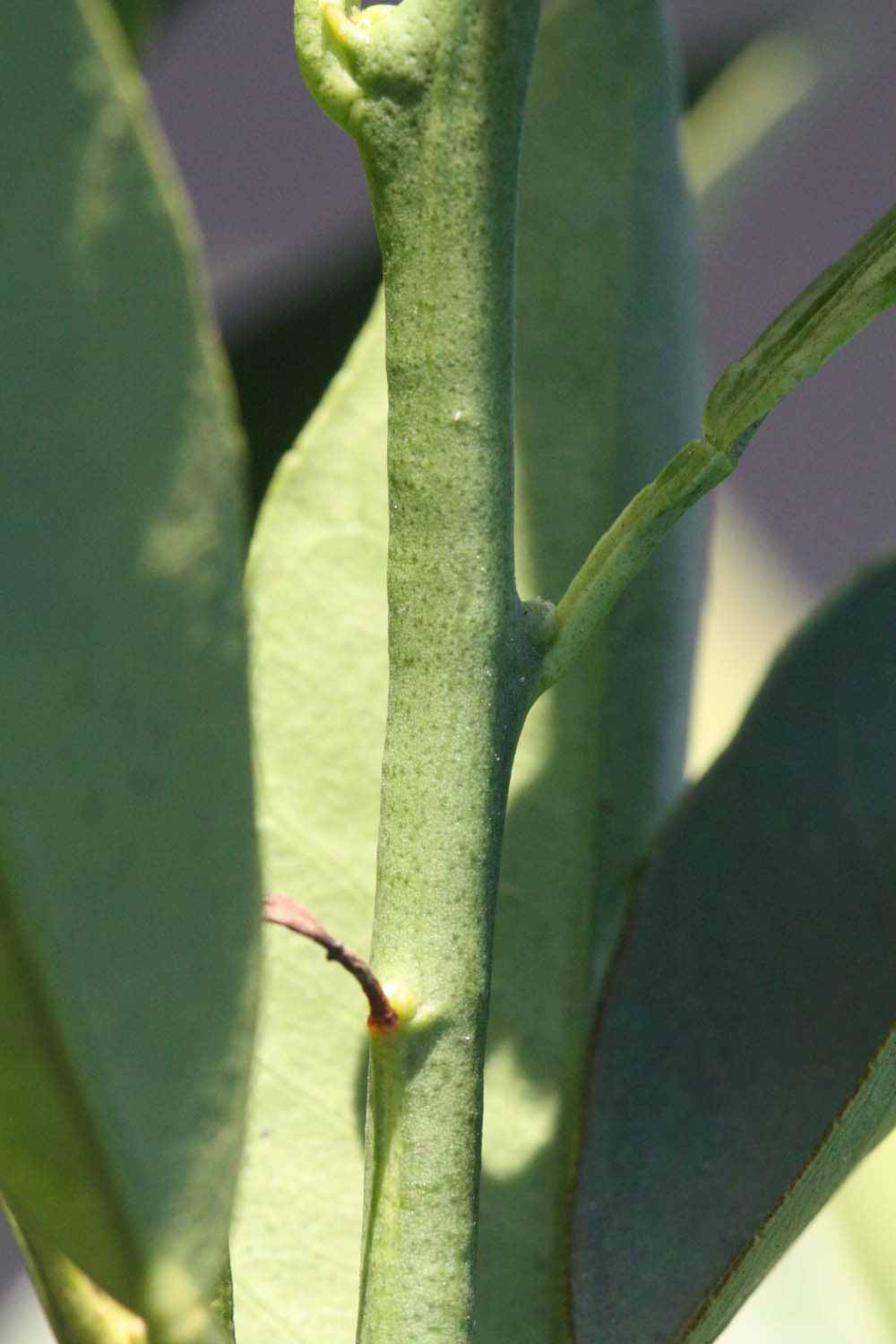              First year twig (Riverside, CA)       